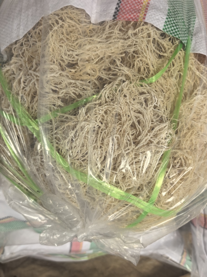 龙须菜，江蓠菜