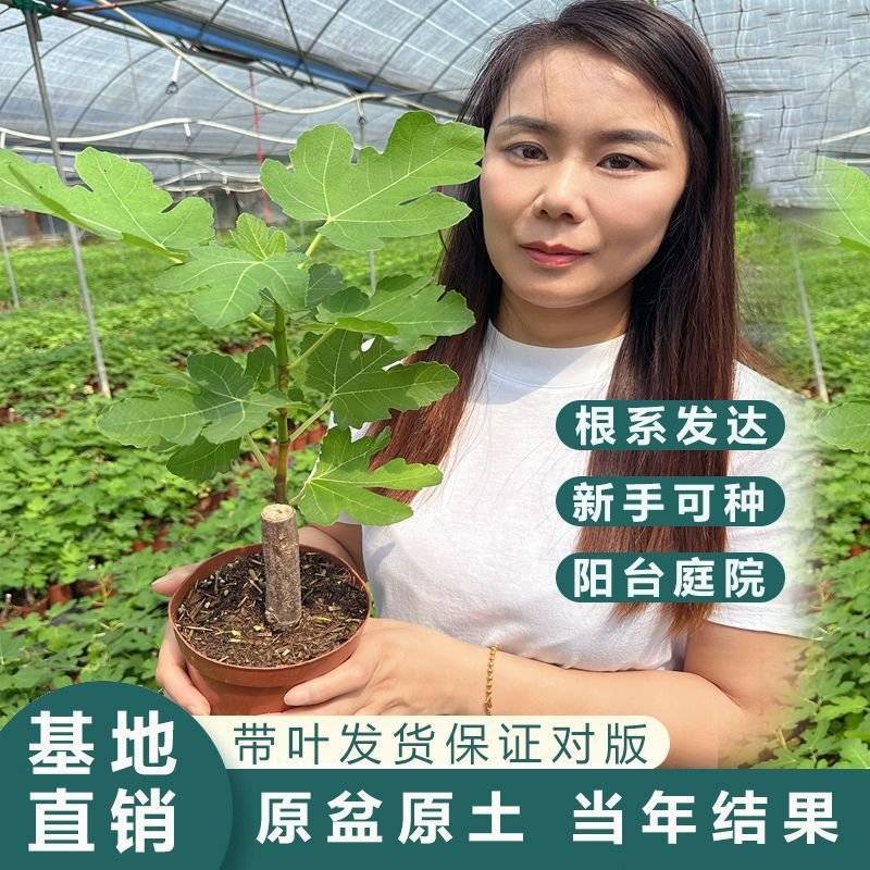 盆栽无花果苗原盆原土带叶发货自家苗圃直销品质保证