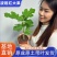 盆栽无花果苗原盆原土带叶发货自家苗圃直销品质保证