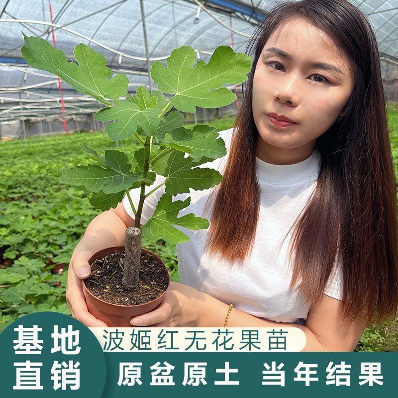 盆栽无花果苗原盆原土带叶发货自家苗圃直销品质保证