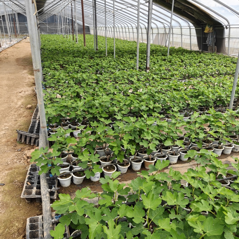 盆栽无花果苗原盆原土带叶发货自家苗圃直销品质保证