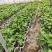 盆栽无花果苗原盆原土带叶发货自家苗圃直销品质保证