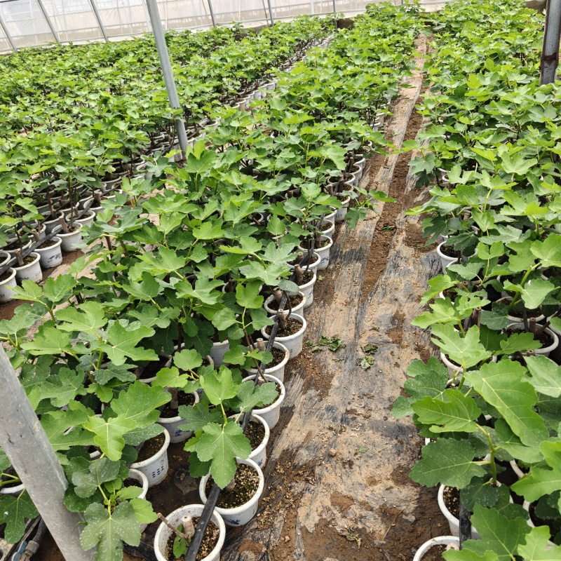 盆栽无花果苗原盆原土带叶发货自家苗圃直销品质保证
