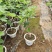 盆栽无花果苗原盆原土带叶发货自家苗圃直销品质保证