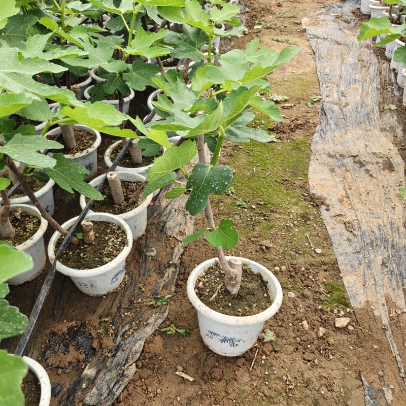 盆栽无花果苗原盆原土带叶发货自家苗圃直销品质保证