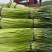 【推荐】河南红帽蒜薹/视频看货/基地直发/诚信经营