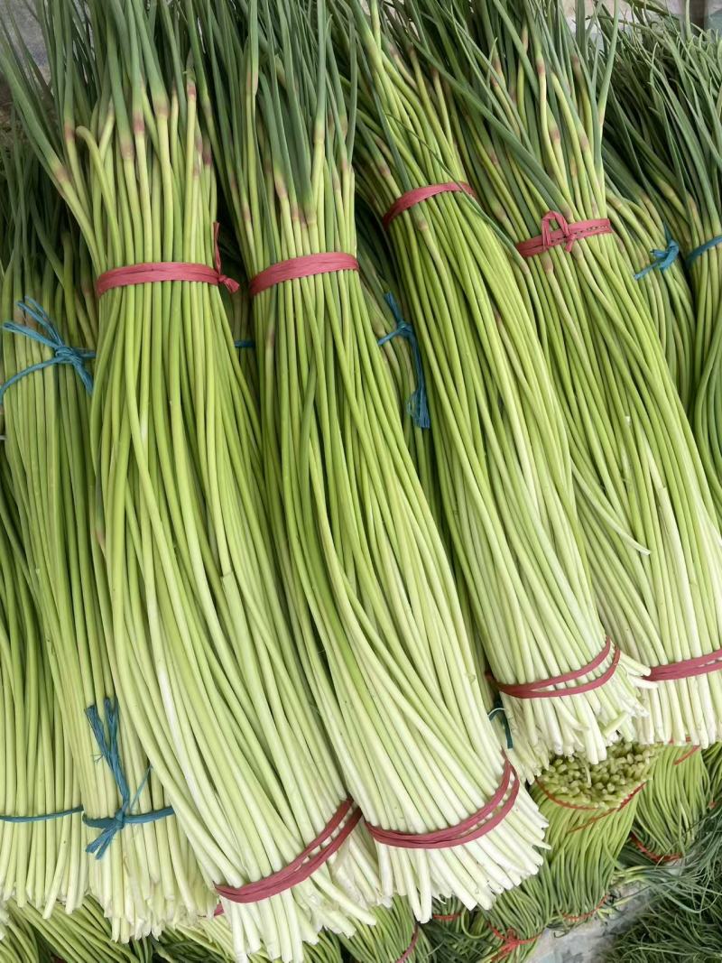 【推荐】河南红帽蒜薹/视频看货/基地直发/诚信经营