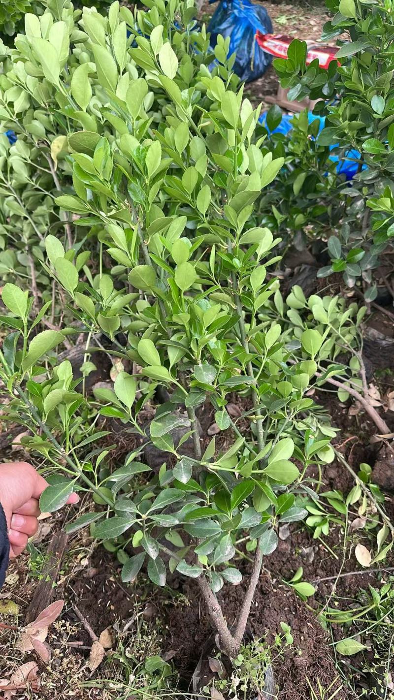 大叶黄杨（冬青）