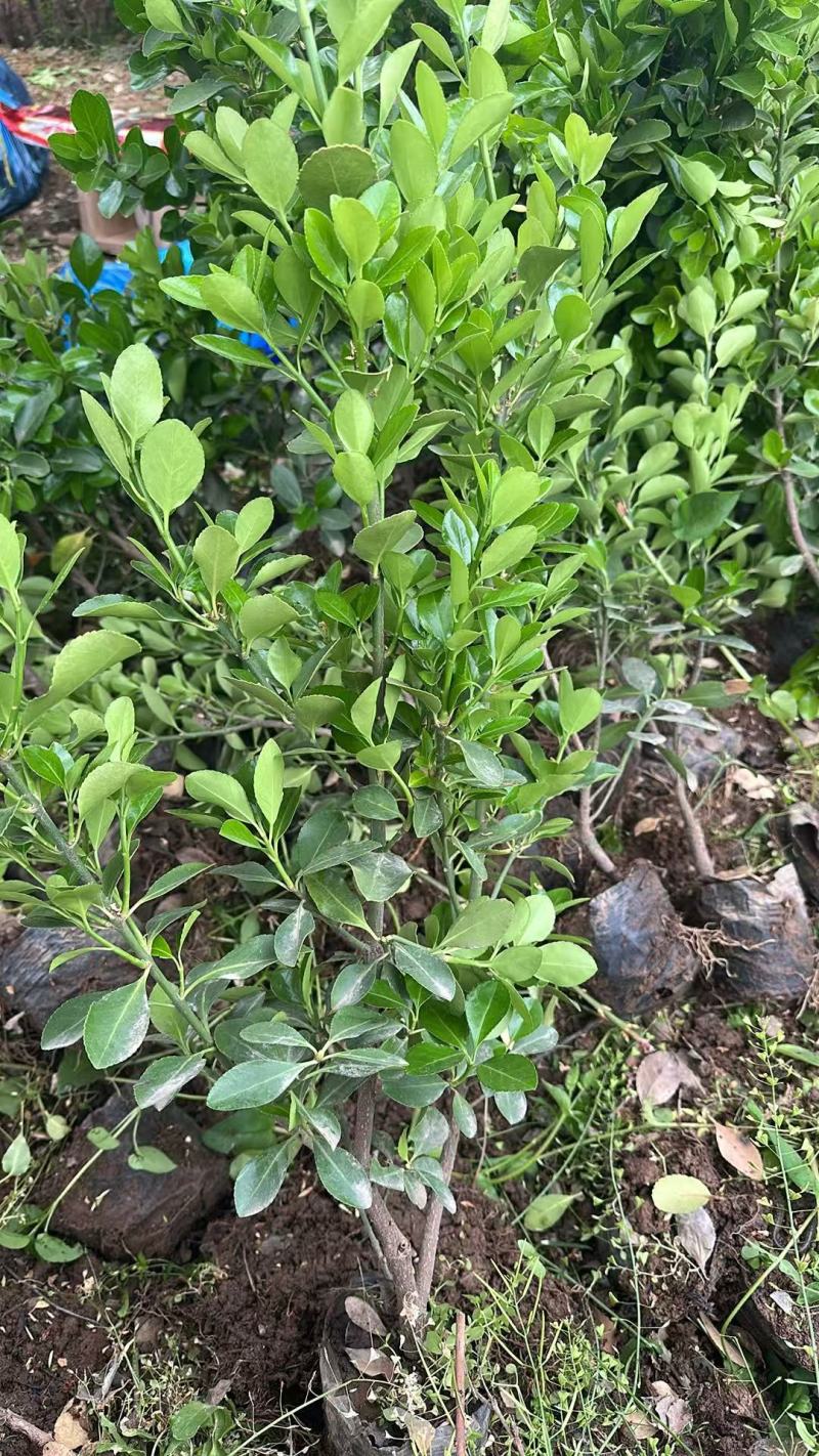 大叶黄杨（冬青）