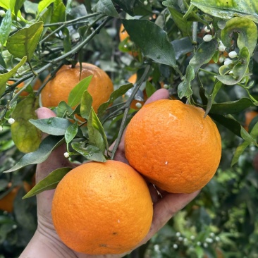 资阳沃柑