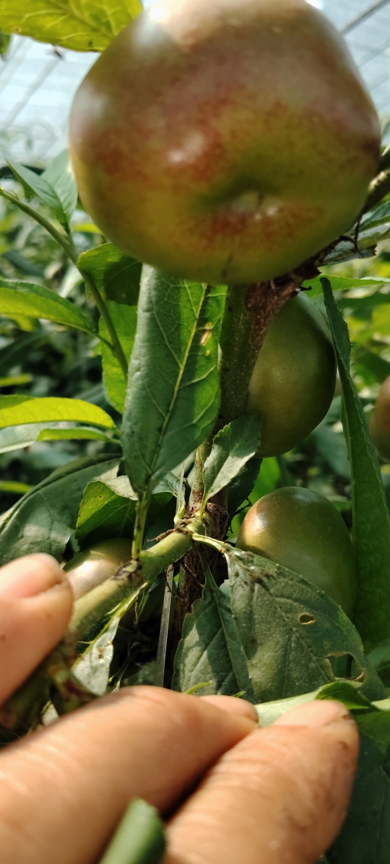 大棚油蟠桃