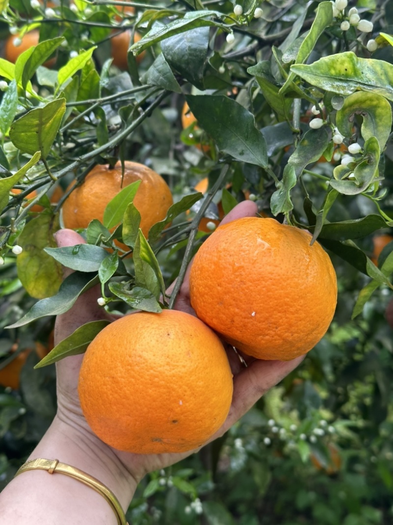 资阳沃柑