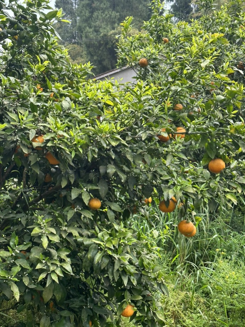 资阳沃柑