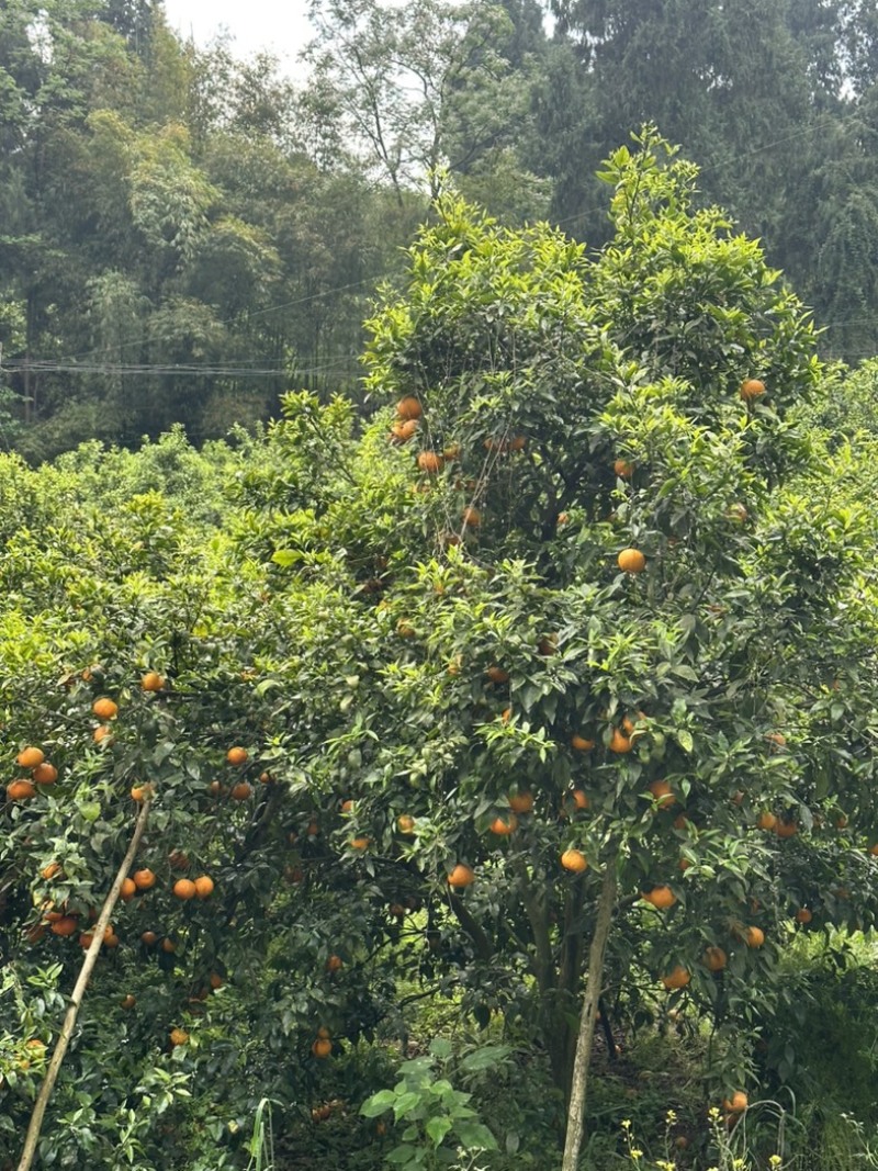 资阳沃柑