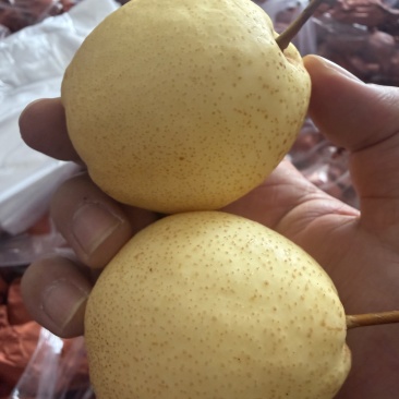 山西蜂蜜梨