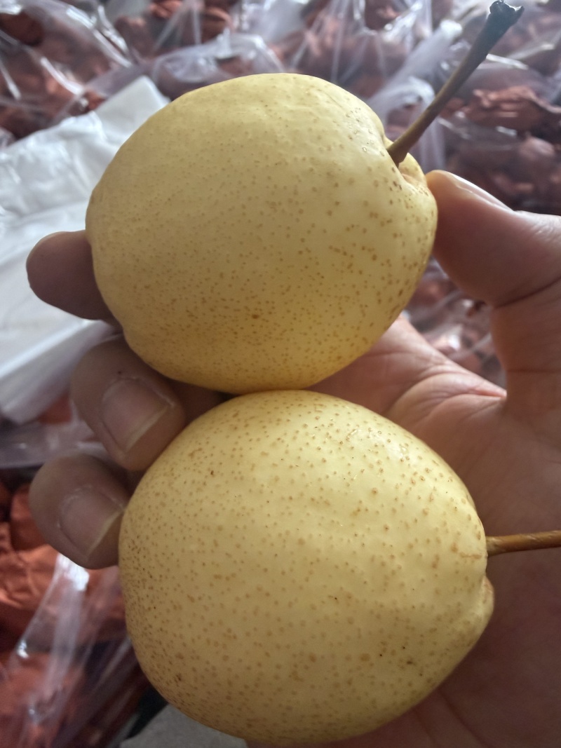 山西蜂蜜梨