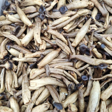 鹿茸菇干，鹿茸菇脆，真空低温油炸鹿茸菇脆