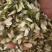 优选槐花现货速发一手货源产地直发量大从优