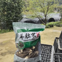 羊肚菌