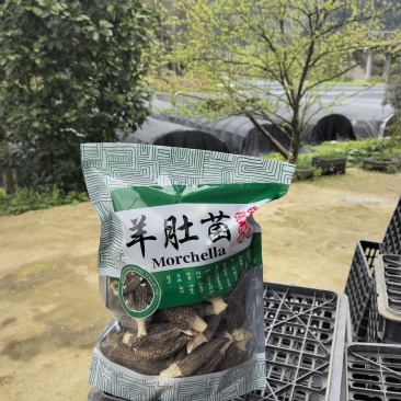 羊肚菌