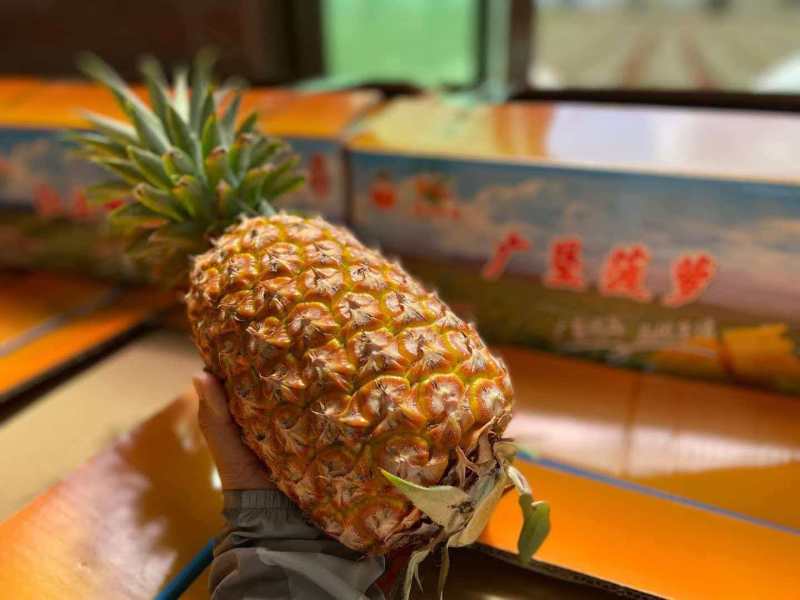 广东农垦红星农场自营基地广垦菠萝.红土金菠金钻凤梨18斤