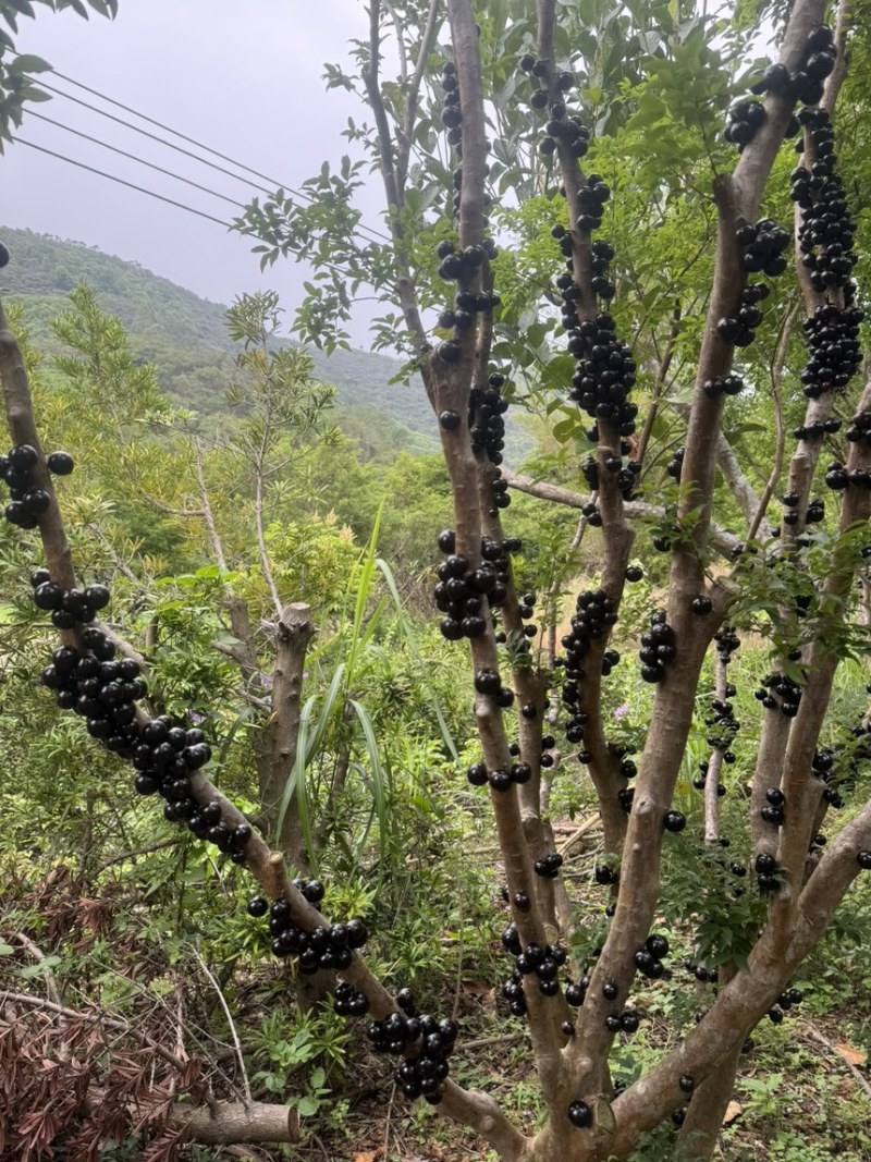 嘉宝果自家果园直供