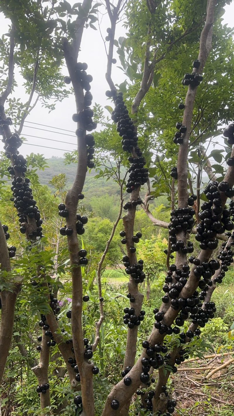 嘉宝果自家果园直供