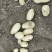 山东省郯城县沃土黄心土豆三两打底
