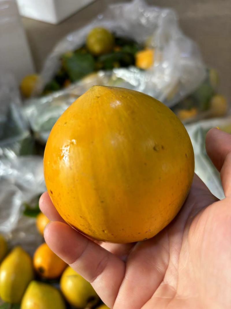 蛋黄果鸡蛋果