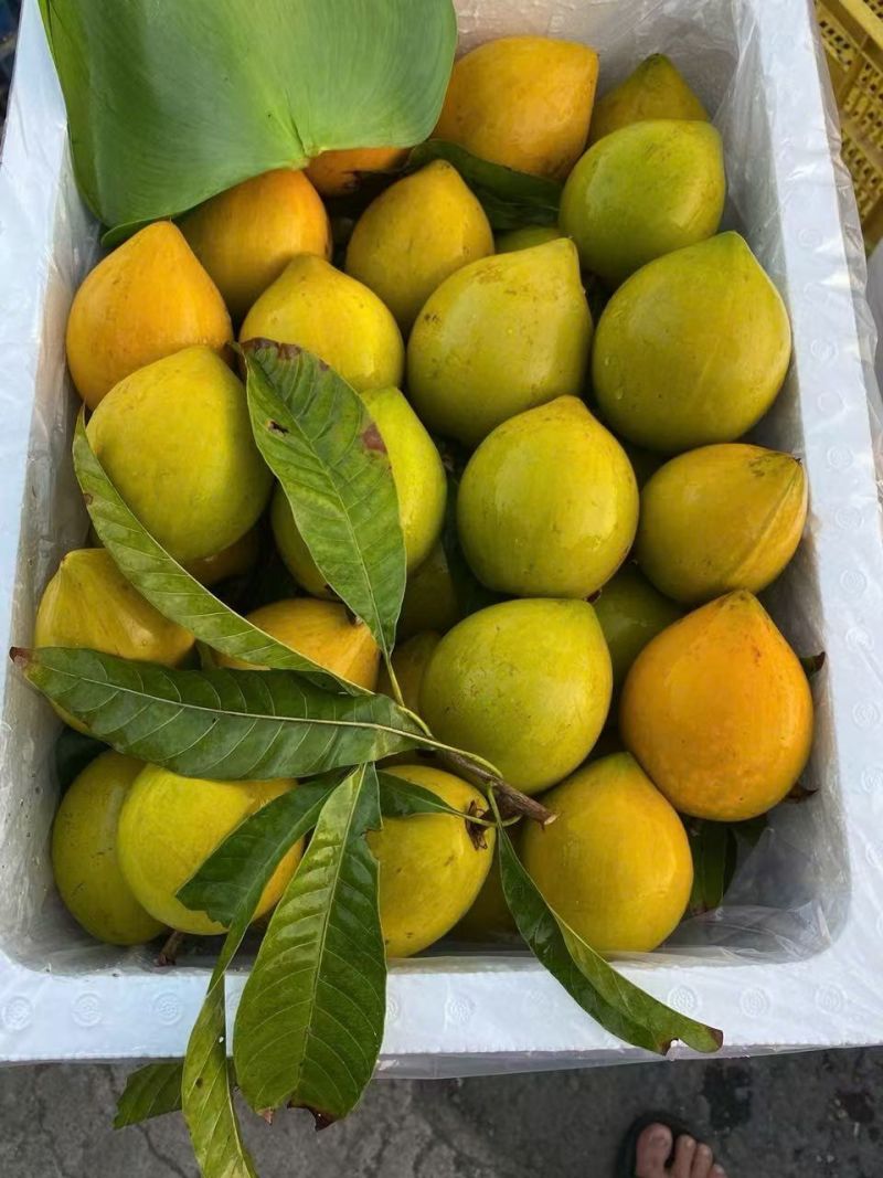 蛋黄果鸡蛋果