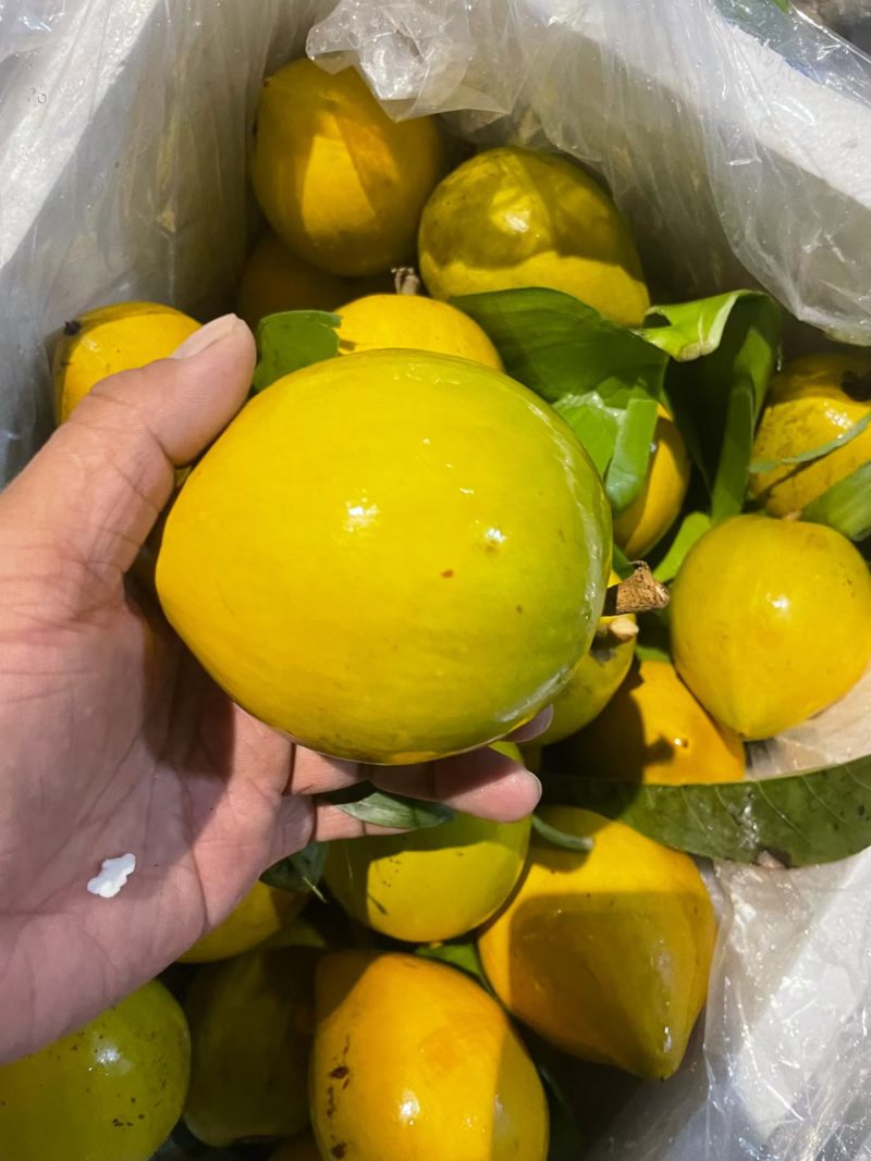蛋黄果鸡蛋果