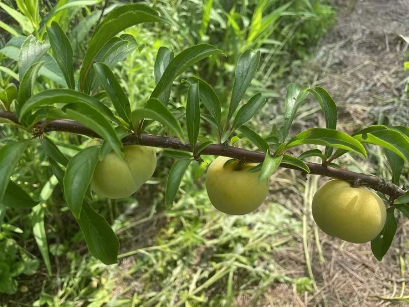 贵州蜂糖李子
