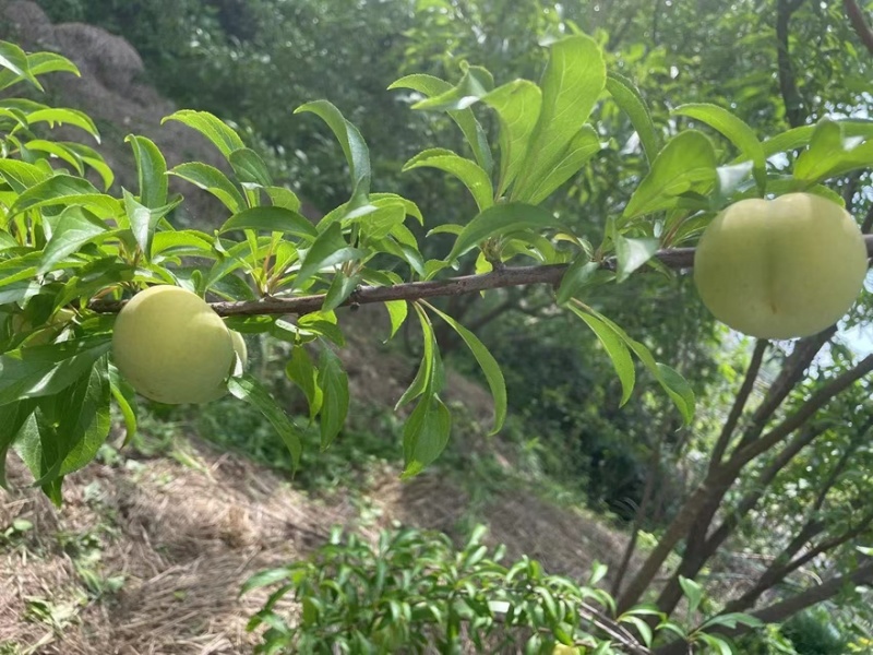 贵州蜂糖李子