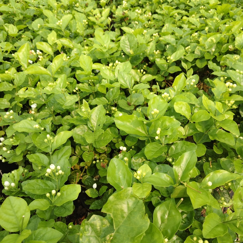 茉莉花