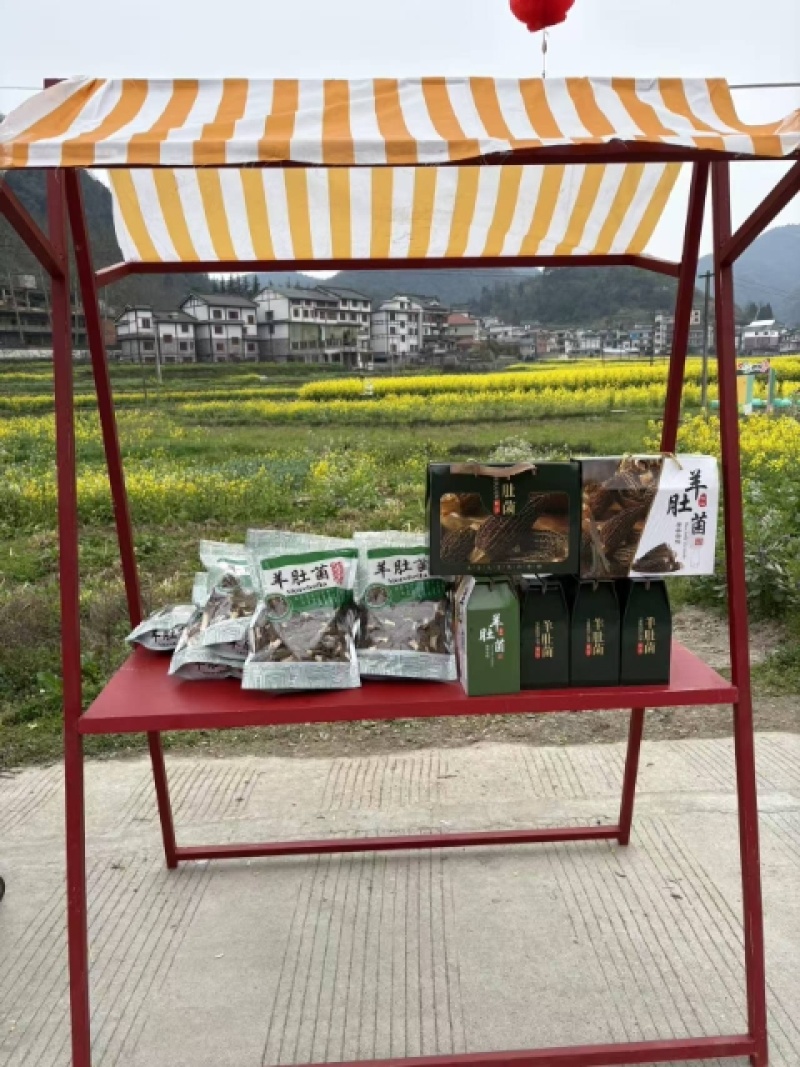 贵州羊肚菌，产地直发，欢迎老板视频看货