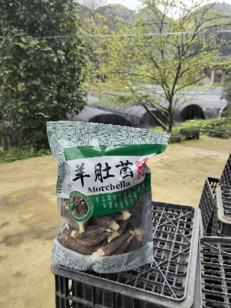贵州羊肚菌，产地直发，欢迎老板视频看货