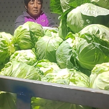 甘蓝
