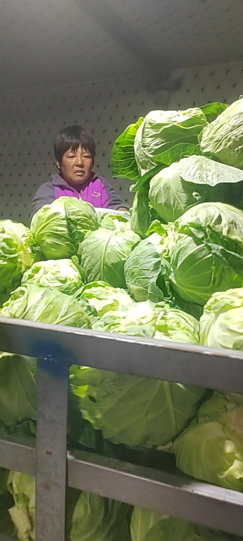 甘蓝