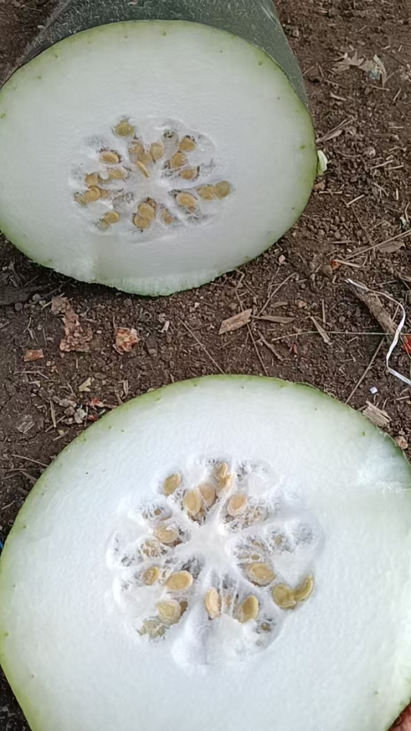 海南儋州黑皮冬瓜，农户直销无中间商，高品质保证，价格可谈！！
