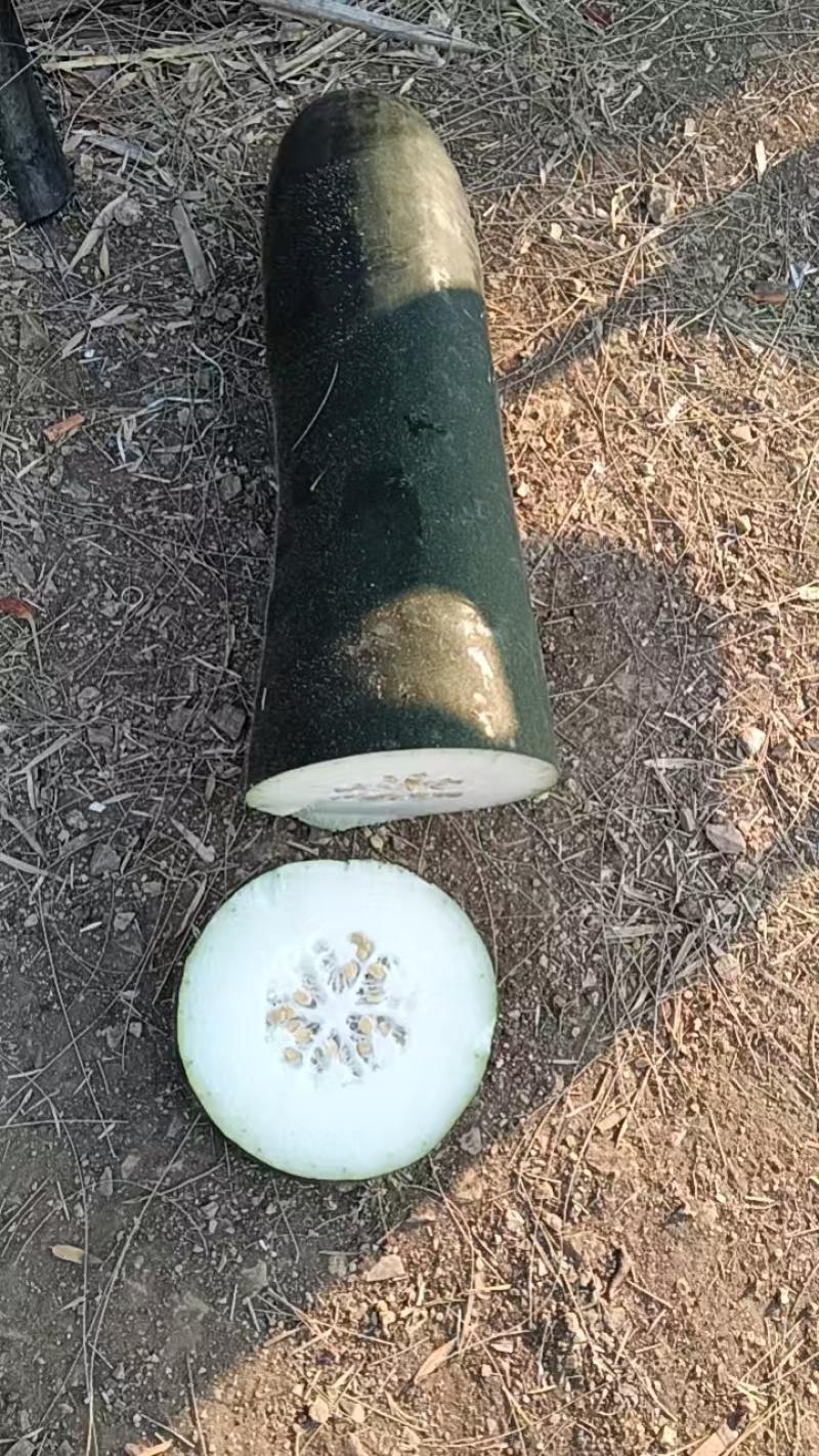 海南儋州黑皮冬瓜，农户直销无中间商，高品质保证，价格可谈！！