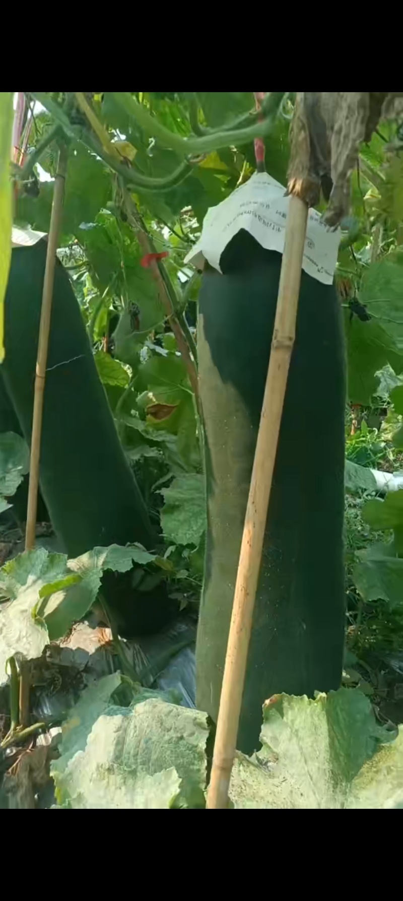 海南儋州黑皮冬瓜，农户直销无中间商，高品质保证，价格可谈！！