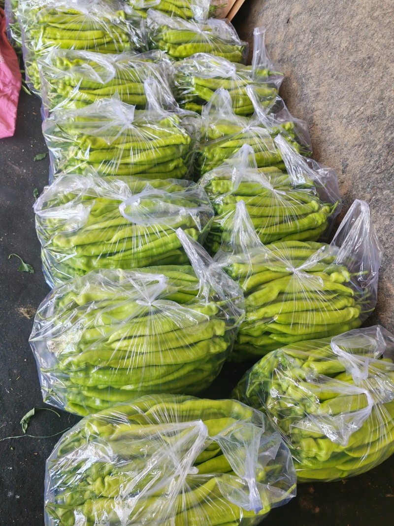 黄皮尖椒新颗苗货量大量供应长期有货一手货源
