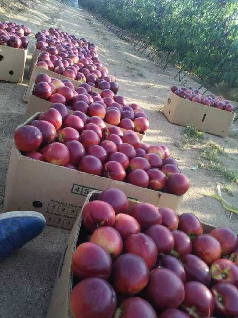 辽南中油4号油桃大量上市一手货源量大价优欢迎随时联系