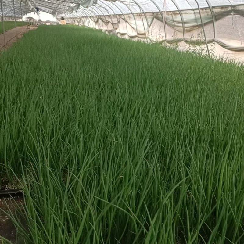 优质长白大葱苗葱苗常年大批量供货【基地直供】保质保量