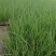 优质长白大葱苗葱苗常年大批量供货【基地直供】保质保量