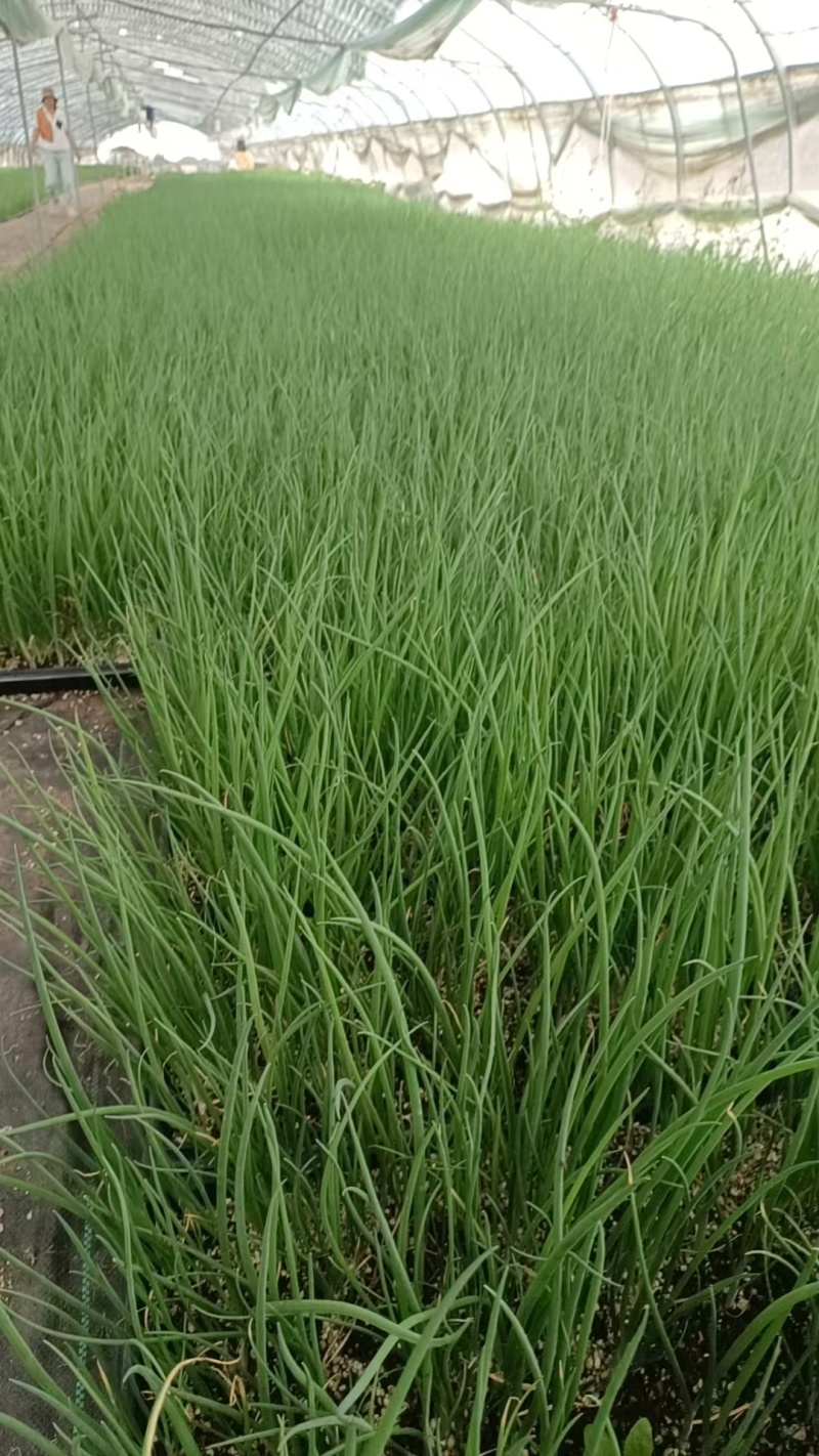 优质长白大葱苗葱苗常年大批量供货【基地直供】保质保量