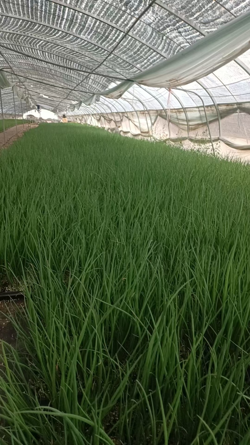 优质长白大葱苗葱苗常年大批量供货【基地直供】保质保量