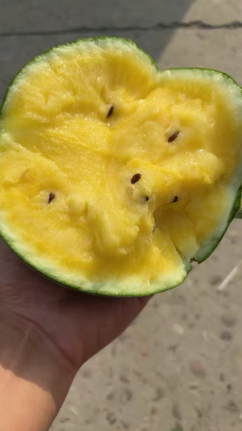 特小凤西瓜大量供应品质优新鲜欢迎咨询来电可视频看货