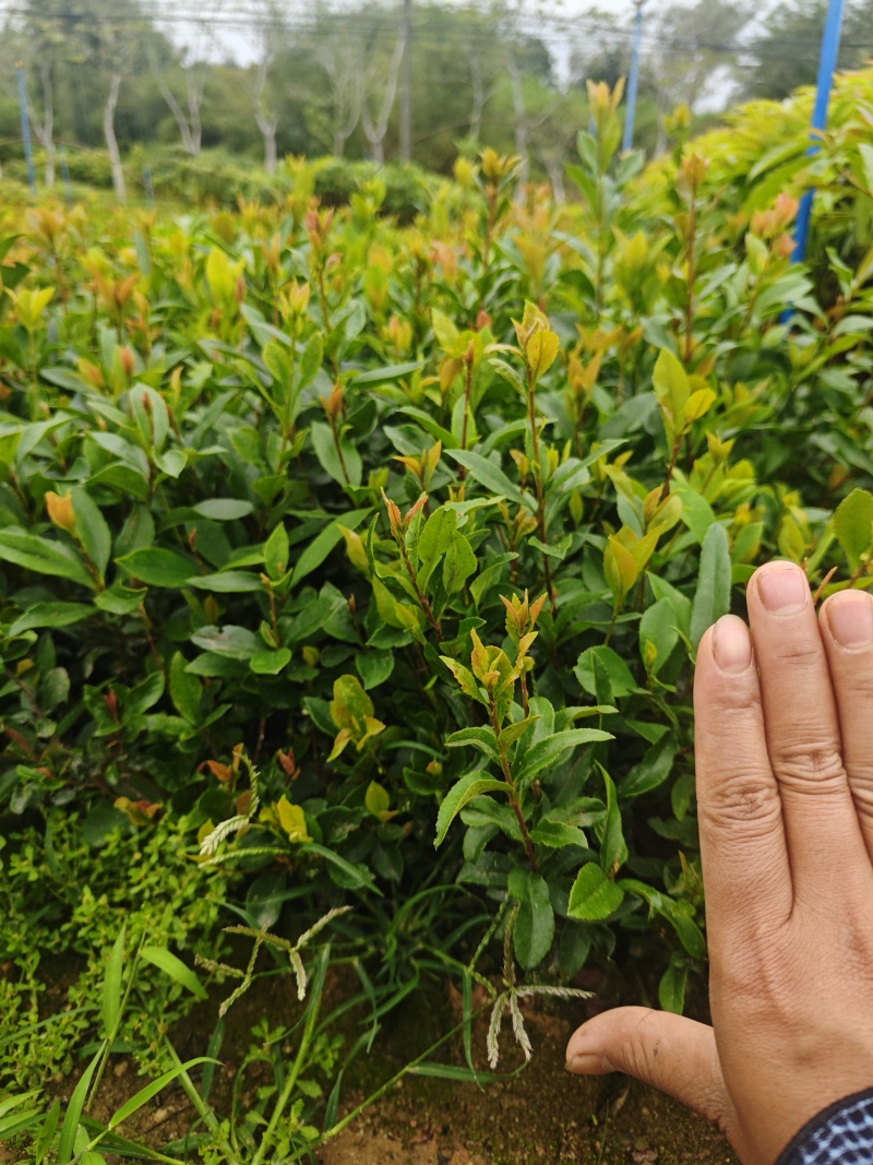 春花，车轮梅