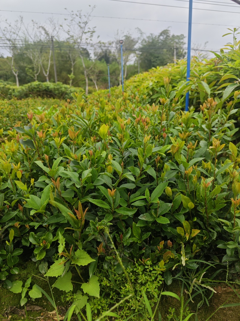 春花，车轮梅